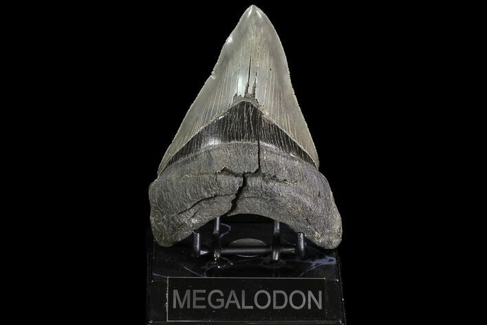 Serrated, Megalodon Tooth - Pathological Blade #76186
